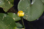 Yellow pond-lily